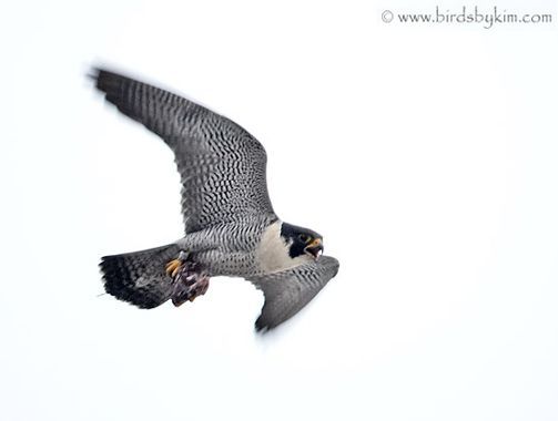 Adult peregrine falcon carrying prey (photo by Kim Steininger)