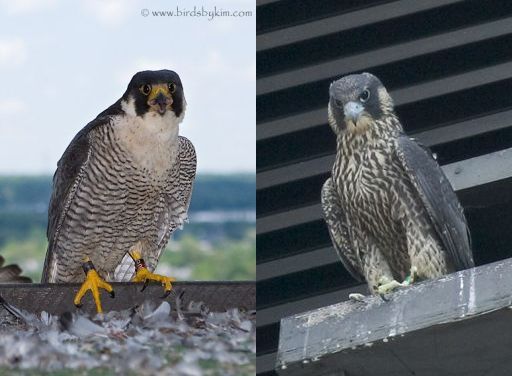 Comparison of adult and juvenile peregrine plumage (photos by Kim Steininger) 