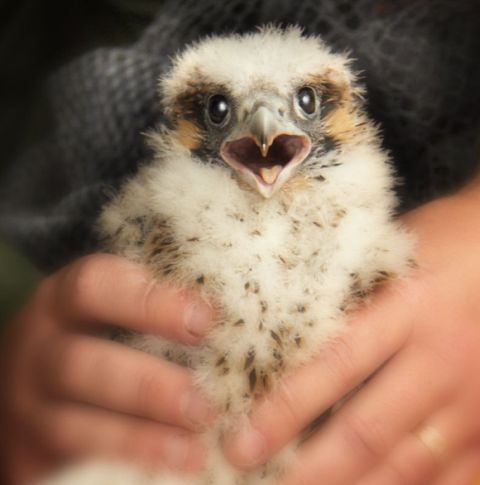 Peregrine falcon nestling at the Gulf Tower on Banding Day (photo by Jay Verno for the Gulf Tower, 110 Gulf Associates and Rugby Realty Co.)