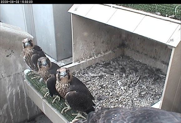 Four peregrine chicks at Univ. of Pittsburgh (photo from the National Aviary webcam)