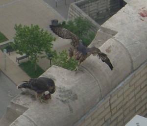 Two peregrine fledglings at Univ of Pittsburgh (photo by Kimberly Thomas)