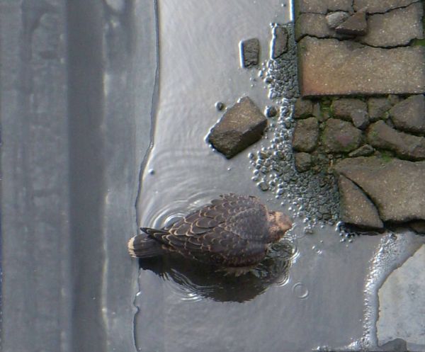 Juvenile peregrine in a puddle on the roof (photo by Kimberly Thomas)