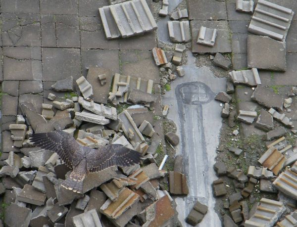 Juvenile peregrine falcon plays among rooftop rubble (photo by Kimberly Thomas)
