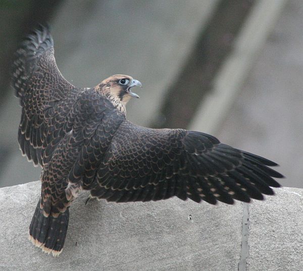 Juvenile peregrine falcon at University of Pittsburgh (photo by Colette Ross)