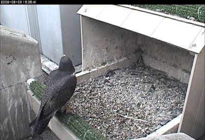 E2 looks up from the nest; the nestlings are all ledge-walking (photo from the National Aviary webcam at Univ of Pittsburgh)