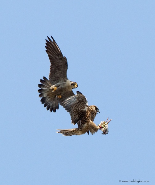 Adult peregrine teaches young the prey exchange (photo by Kim Steininger)