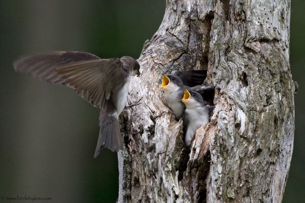 Tree Swallows (photo by Kim Steininger)
