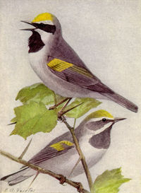 Golden-winged Warblers (painting by Louis Agassiz Fuertes in the public domain)