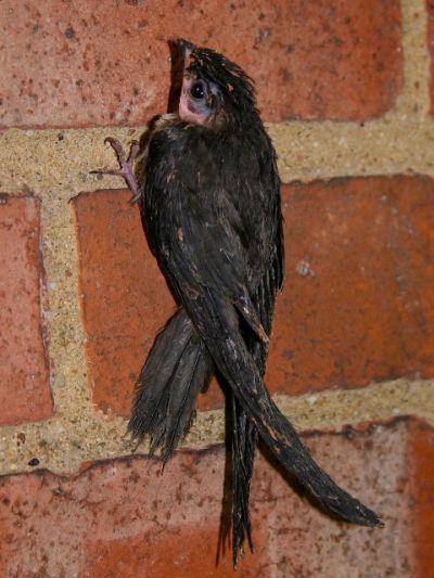 Chimney Swift almost ready to fledge (photo by Chuck Tague)