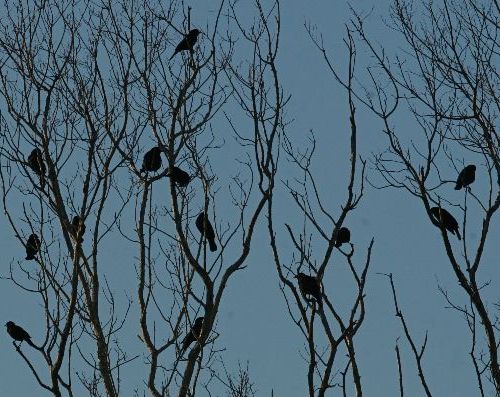 Flock of Common Grackles (photo by Chuck Tague)