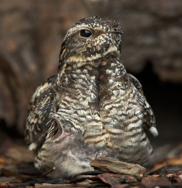 Common Nighthawk on nest with young (photo by Paul Leverington)