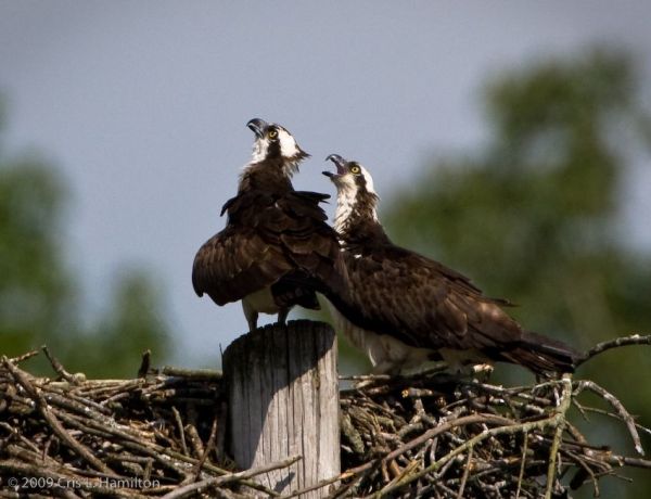 Two Osprey chicks call for food (photo by Cris Hamilton)