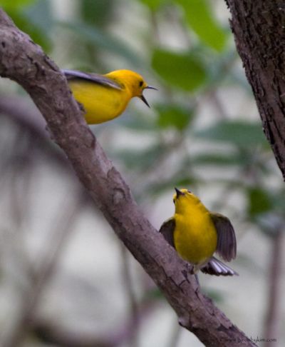 Pair of Prothonotary Warblers courting (photo by Kim Steininger)