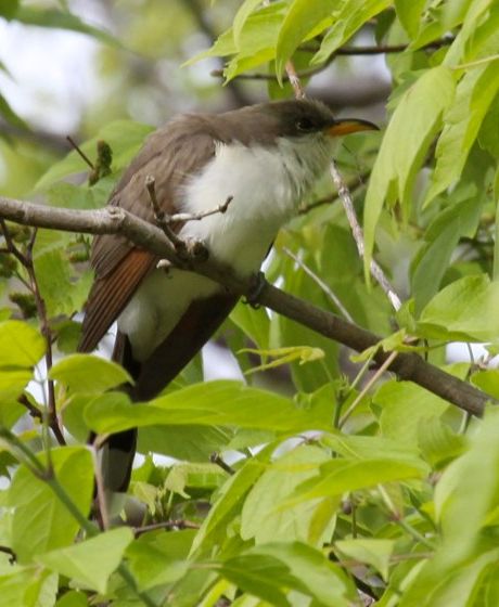 Yellow-billed Cuckoo (photo by Chuck Tague)