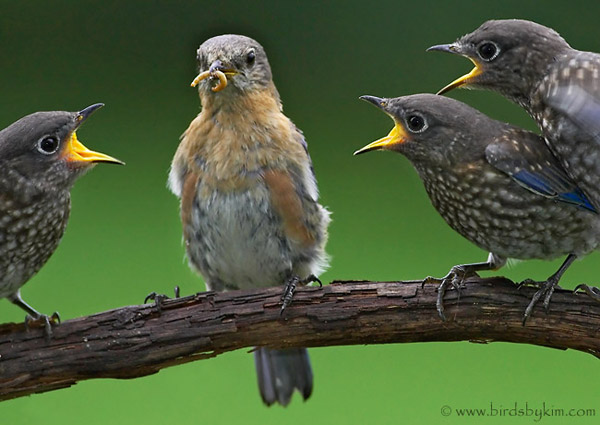 Three eastern bluebirds beg from their mother (photo by Kim Steininger)
