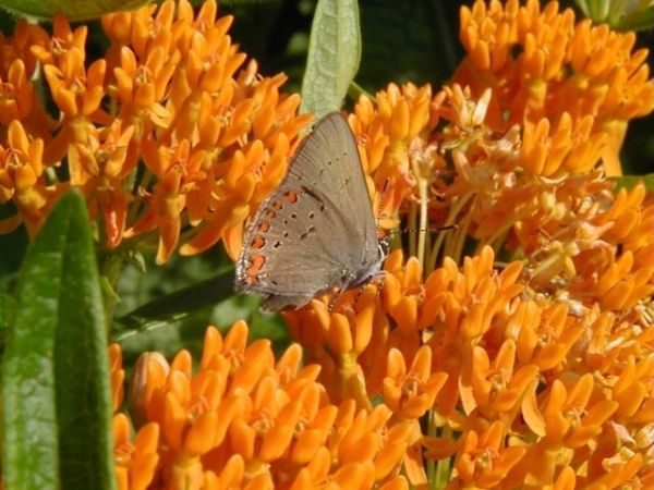 Butterfly Weed with a Coral Hairstreak butterfly (photo by Marcy Cunkelman)