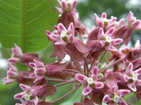 Common Milkweed close-up (photo by Marcy Cunkelman)