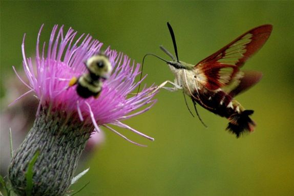 Clearwing moth and bumblebee at Swamp Thistle (photo by Chuck Tague)
