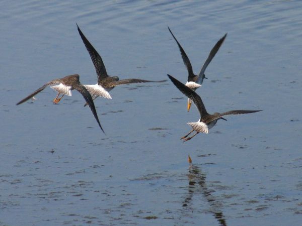 Lesser Yellowlegs in flight (photo by Chuck Tague)
