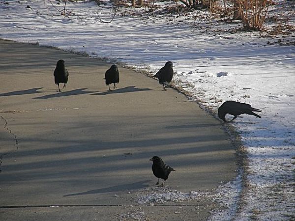 American Crows (photo by Marcy Cunkelman)