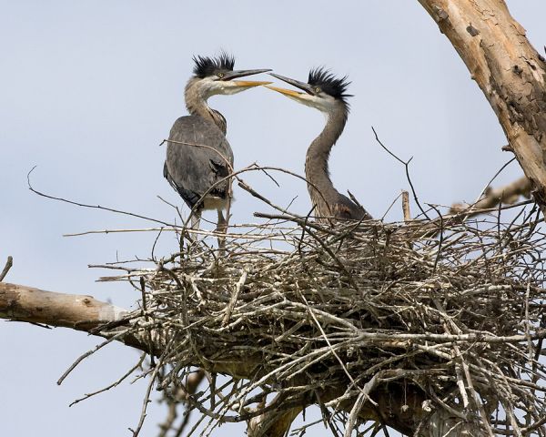 Great Blue Heron nestlings (photo by Kim Steininger).