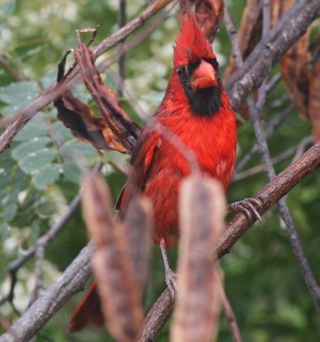 Male Northern Cardinal (photo by Chuck Tague)