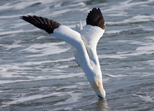 Northern Gannet diving for fish (photo by Kim Steininger)