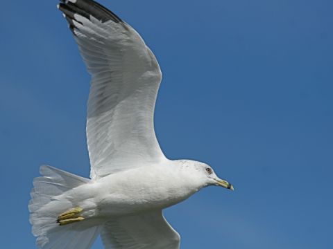 Ring-billed Gull (photo by Chuck Tague)