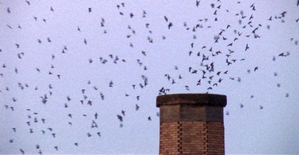 Vaux's Swifts go to roost in Chapman Elementary School chimney in Portland, OR (photo by Dan Viens)
