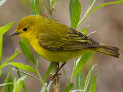 Female Yellow Warbler (photo by Chuck Tague)