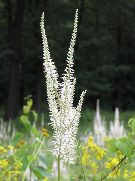 Culver's Root (photo by Dianne Machesney)