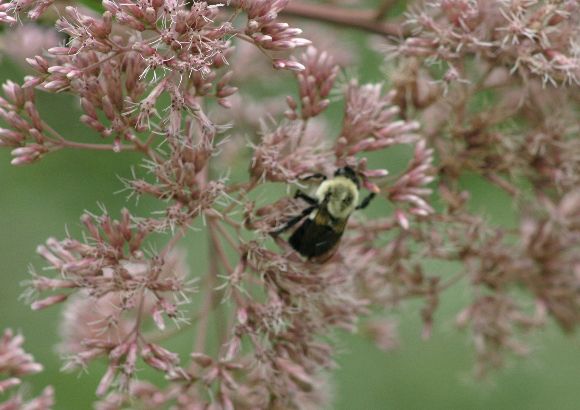 Joe-Pye weed with bumblebee (photo by Chuck Tague)