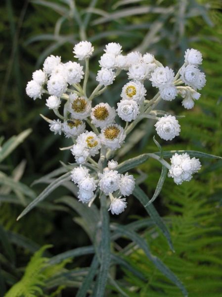 Pearly Everlasting (photo by Dianne Machesney)
