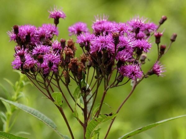 Tall Ironweed (photo by Chuck Tague)