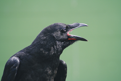 Common Raven (photo by M.I.K.E. via Shutterstock)