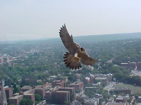 Peregrine falcon, Dorothy, defends her territory, May 25, 2004 (photo by Jack Rowley)