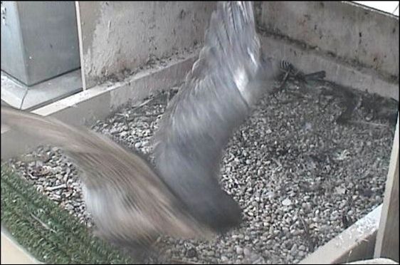 Dorothy in action (photo from peregrine webcam at University of Pittsburgh)