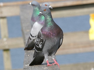 Rock pigeons (photo by Chuck Tague)