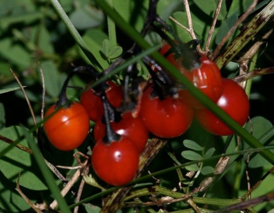 Fruits of the Deadly Nightshade (photo by Chuck Tague)
