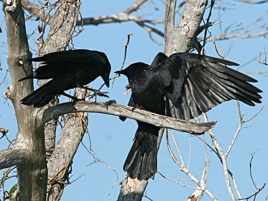 American crows (photo by Chuck Tague)