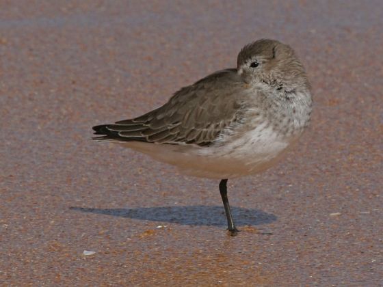 Dunlin in basic (winter) plumage (photo by Chuck Tague)