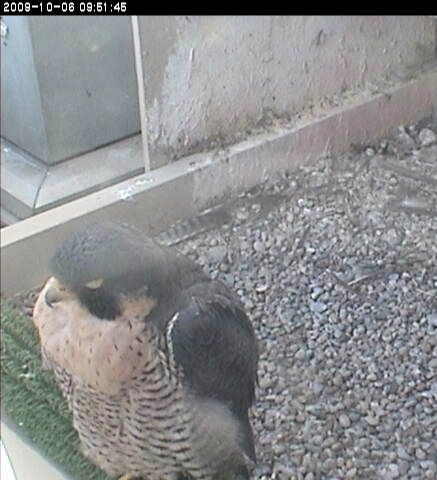 Peregrine falcon, Dorothy, sleeps at the Cathedral of Learning (photo from the National Aviary webcam)