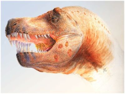 Hypothesized Trichomonas-like infection in T. rex (Illustration by Chris Glen, The University of Queensland from plosone.org)