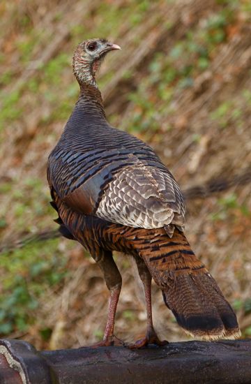 Wild Turkey (photo by Sam Leinhardt)