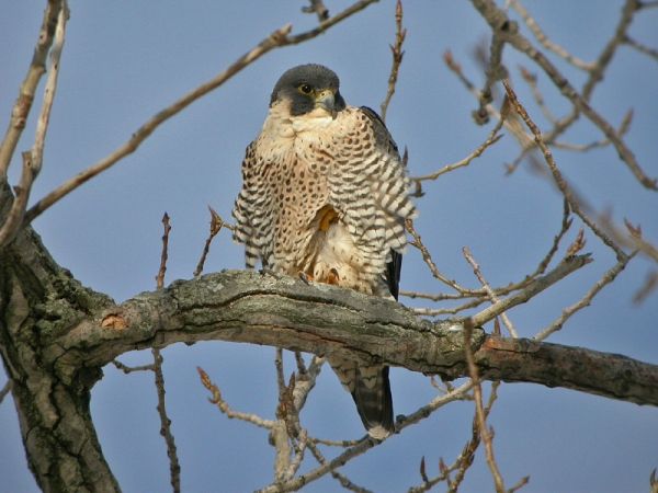 Peregrine falcon, Diana, in Shaker Heights, OH (photo by Chad+Chris Saladin)