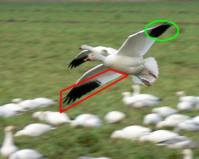 Snow goose with primaries and remiges marked (photo from Wikipedia, retouched)