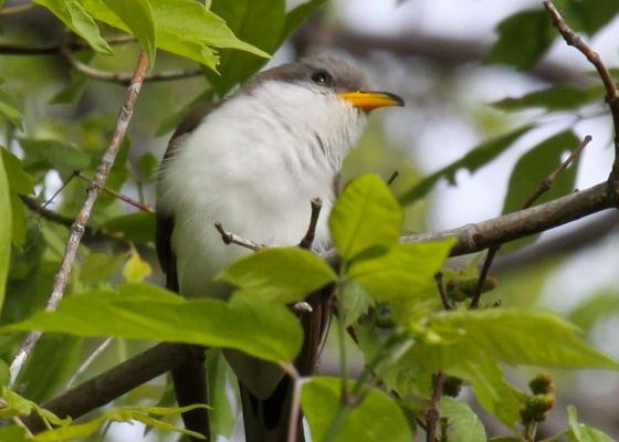Yellow-billed Cuckoo (photo by Chuck Tague)