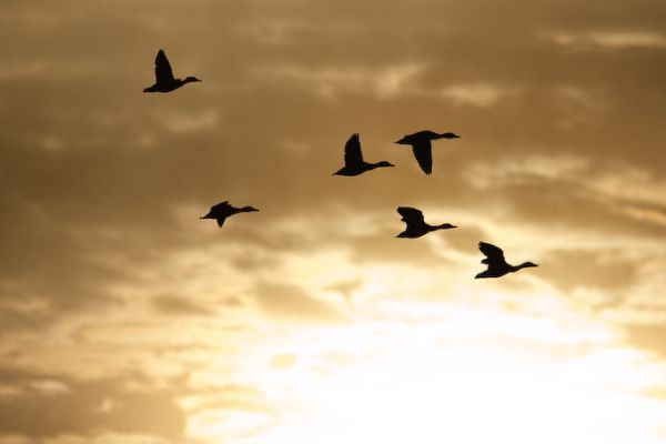 Flock of ducks (photo by Brian Herman)