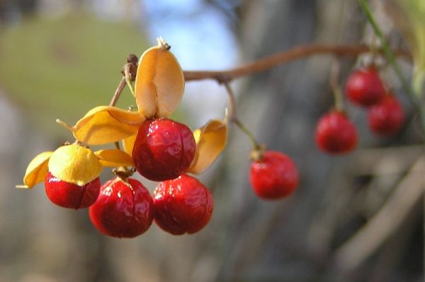 Oriental Bittersweet fruit (photo by Dianne Machesney)