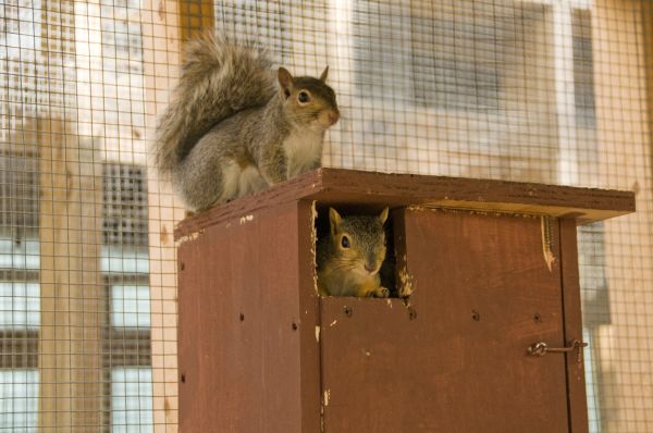 Squirrels at the ARL Wildlife Center (photo from Jill Argall)